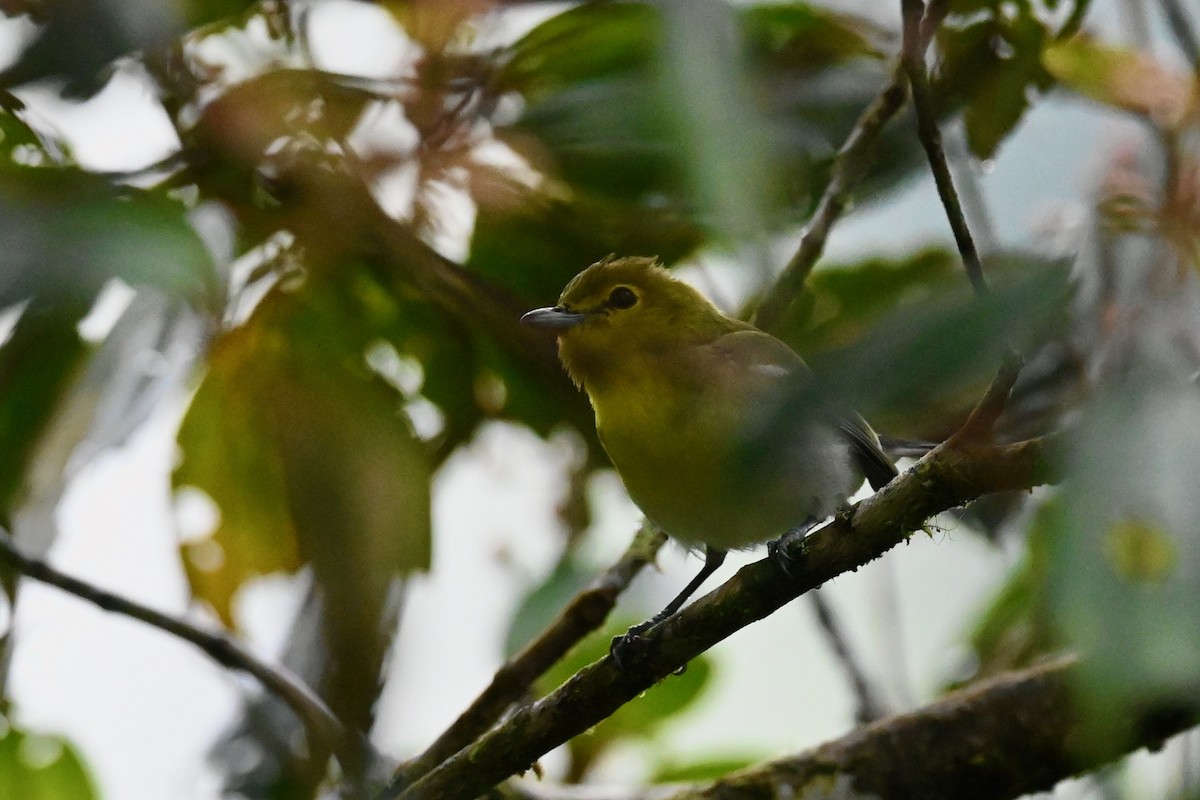 Yellow-throated Vireo - ML646791059