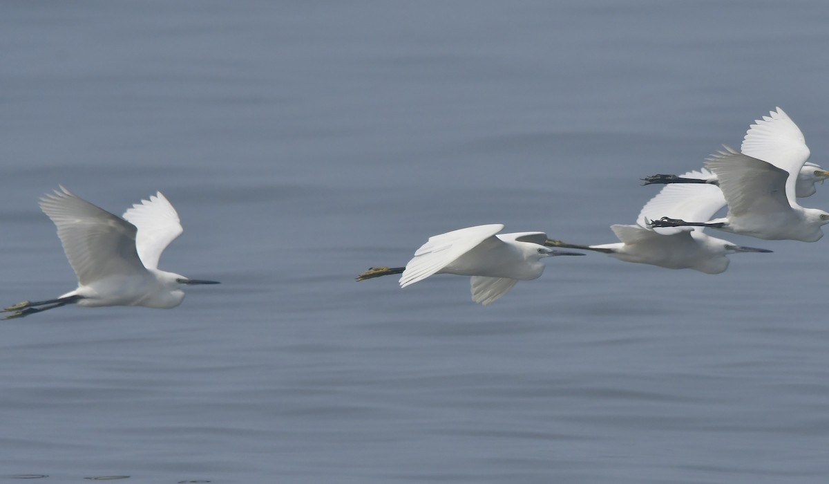 לבנית קטנה - ML646791064