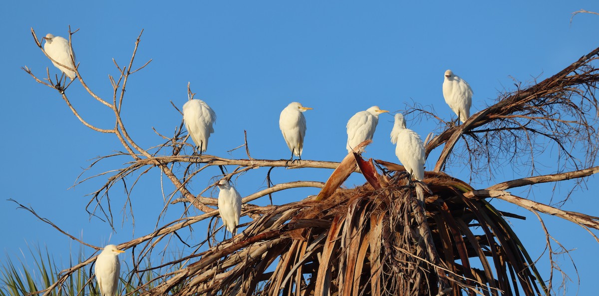 Western Cattle-Egret - ML646791067