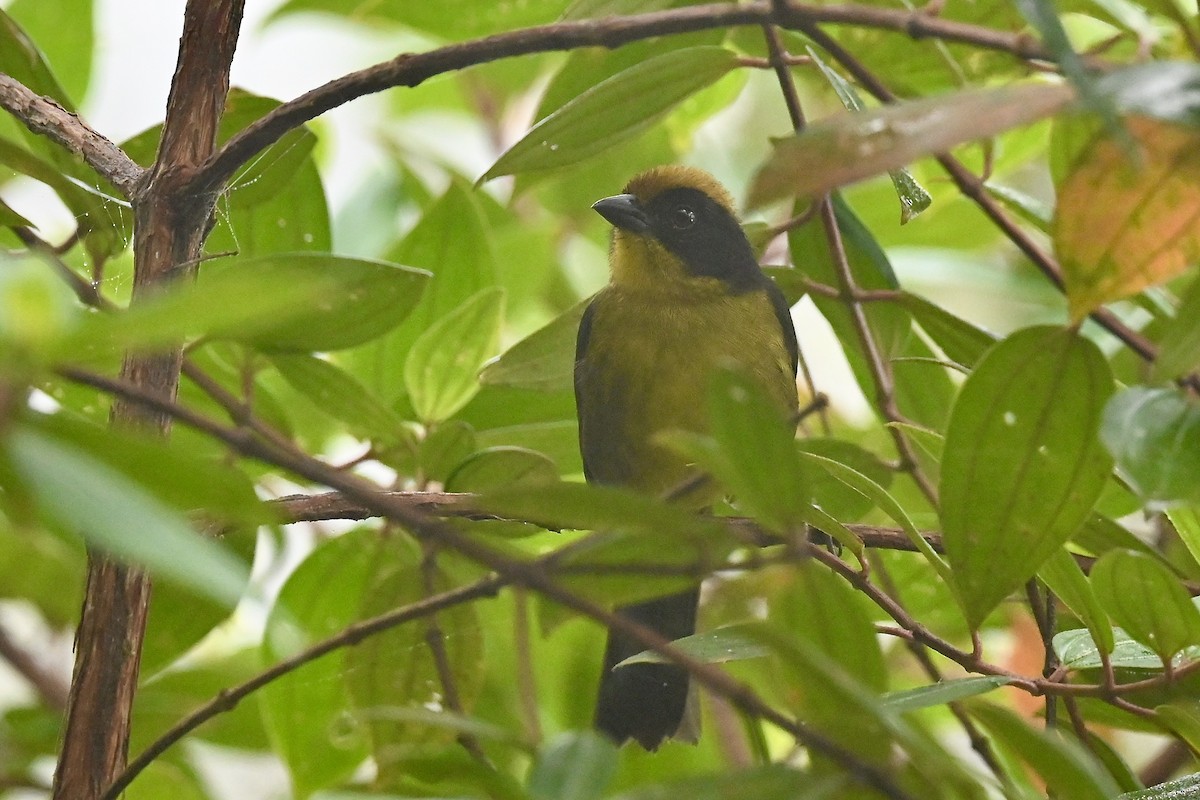 Choco Brushfinch - ML646791075