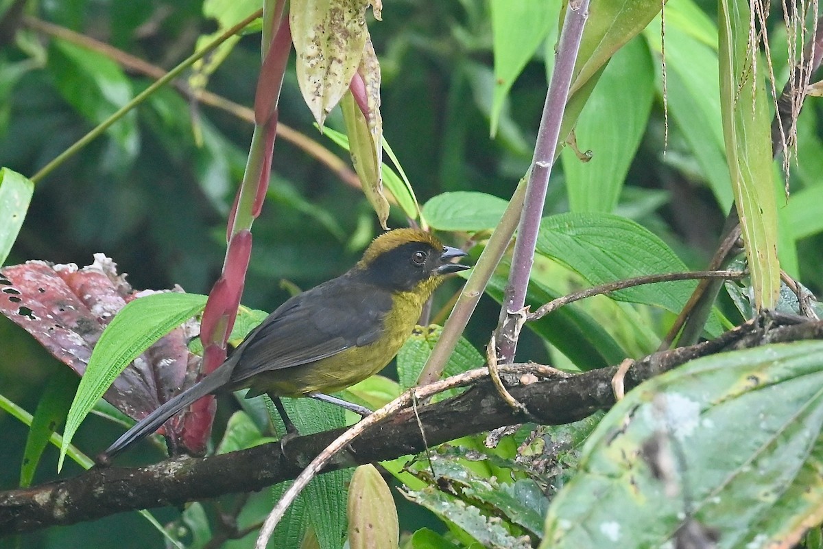 Choco Brushfinch - ML646791076