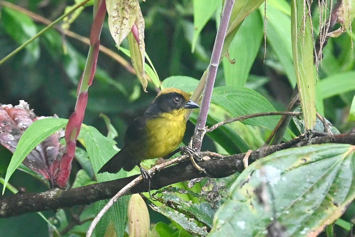 Choco Brushfinch - ML646791077