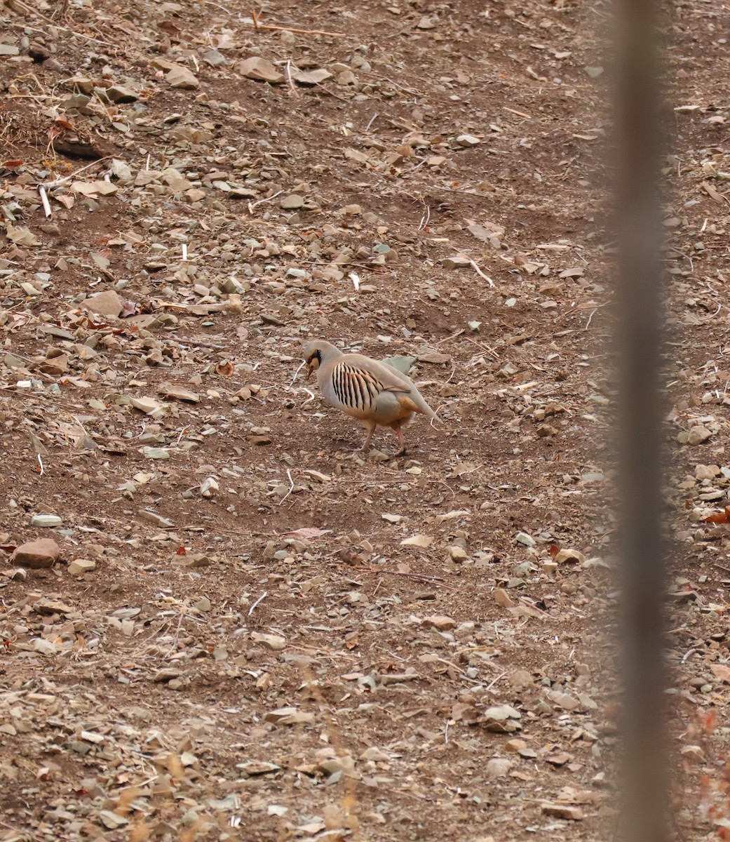 Chukar - ML646791081