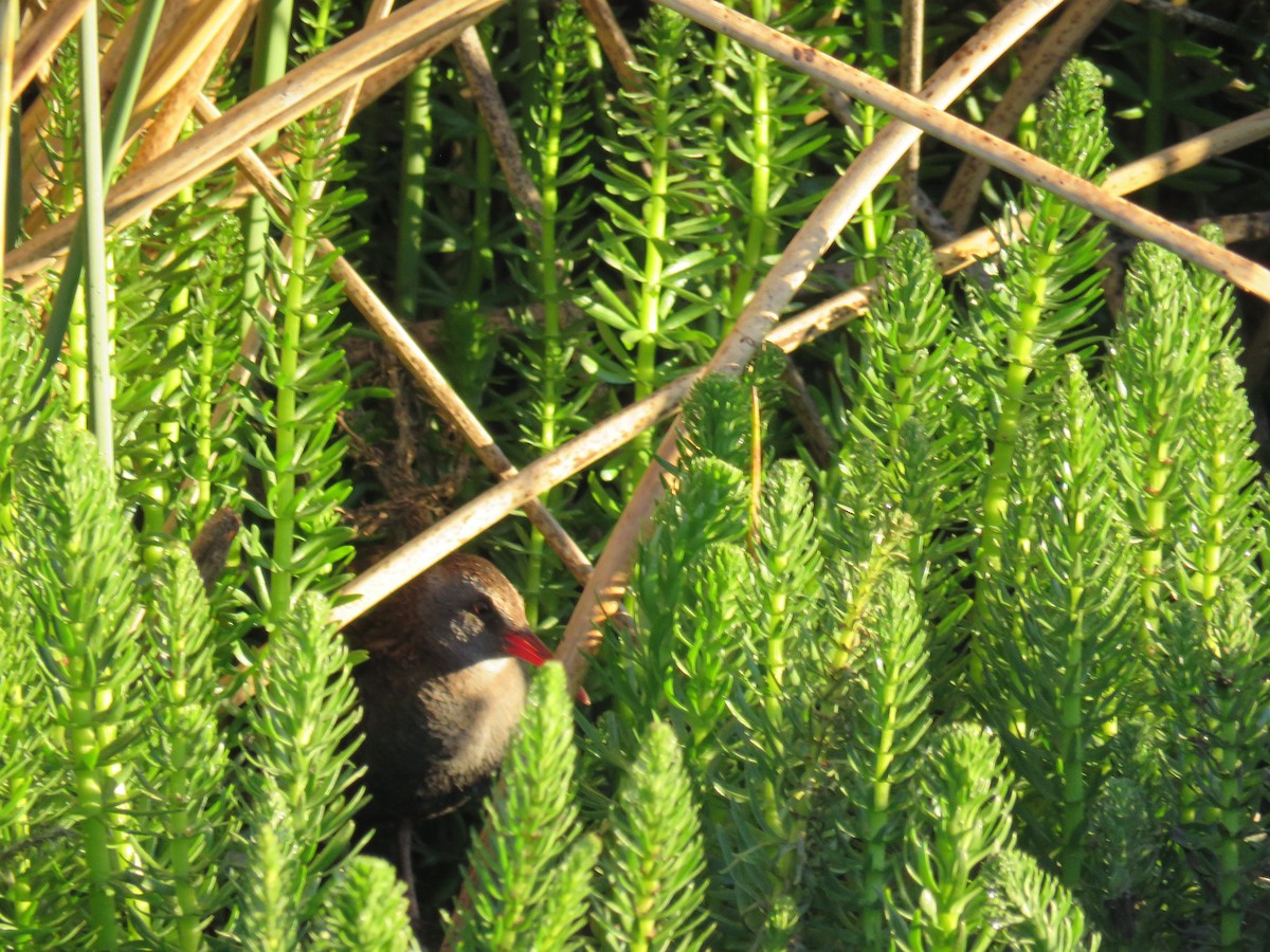 Austral Rail - ML646791086