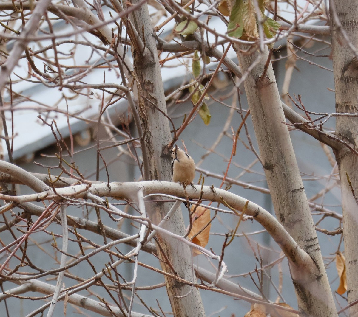 Syrian Woodpecker - ML646791087