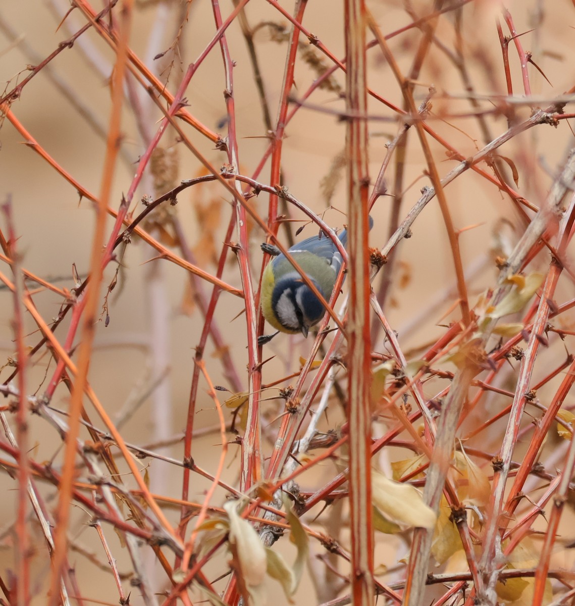 Eurasian Blue Tit - ML646791091