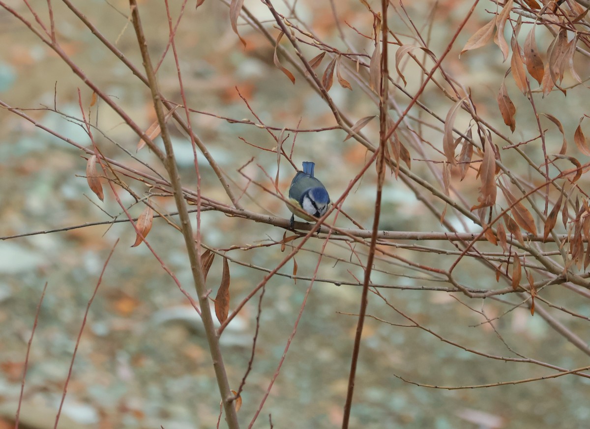 Eurasian Blue Tit - ML646791092