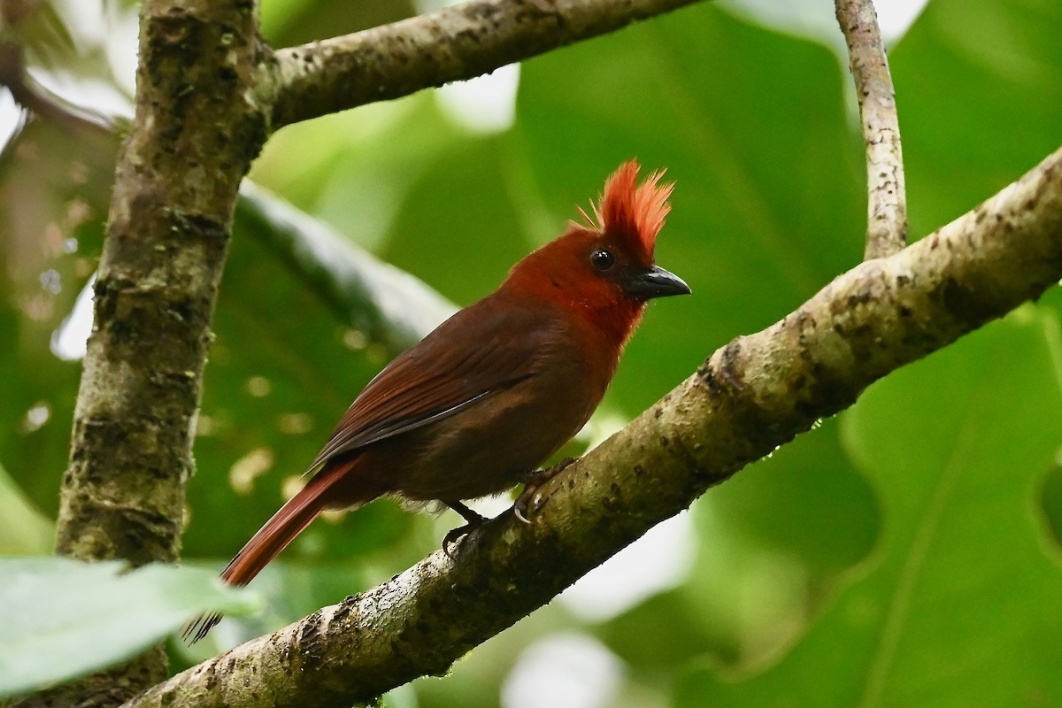 Crested Ant-Tanager - ML646791093