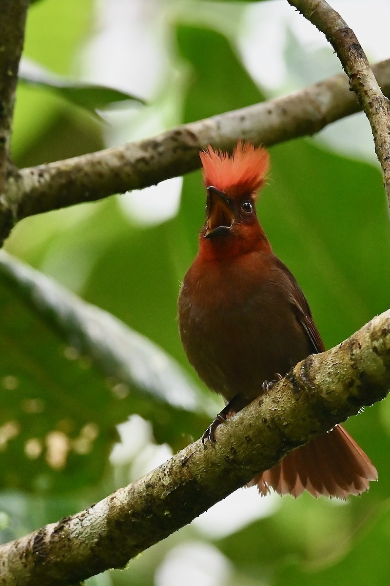 Crested Ant-Tanager - ML646791094