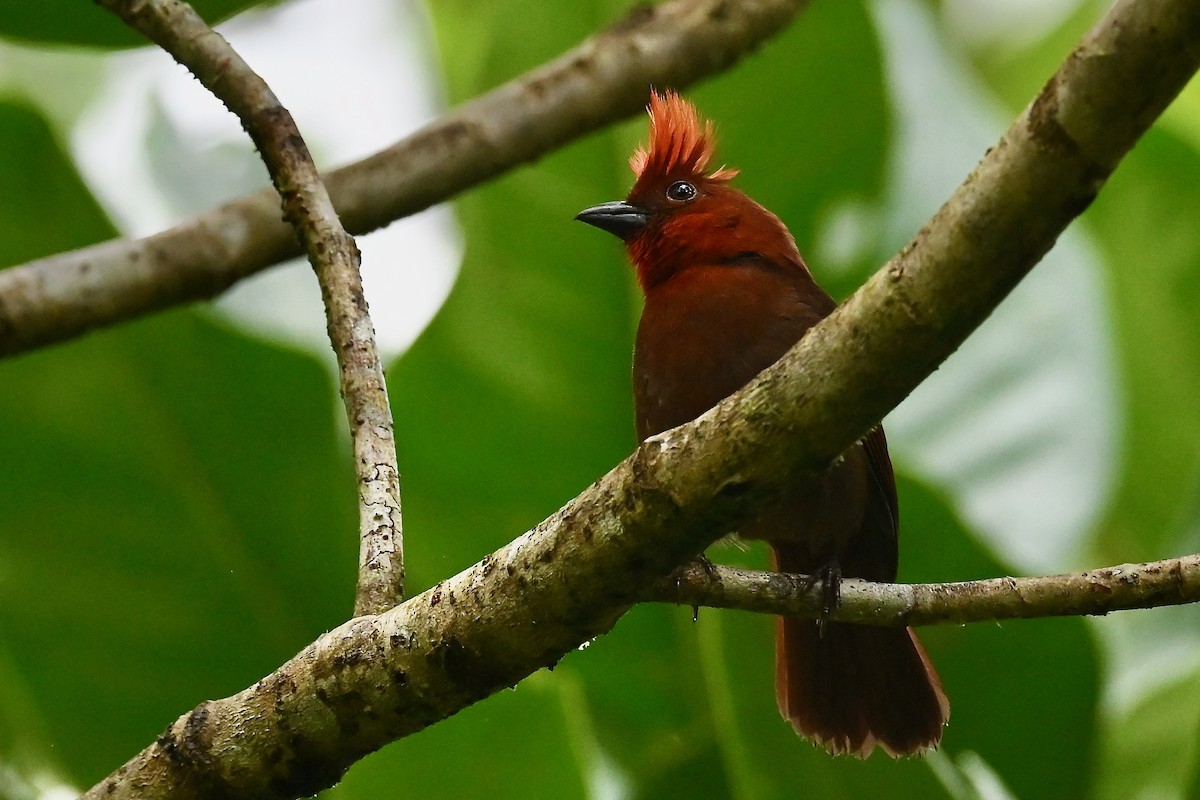 Crested Ant-Tanager - ML646791095