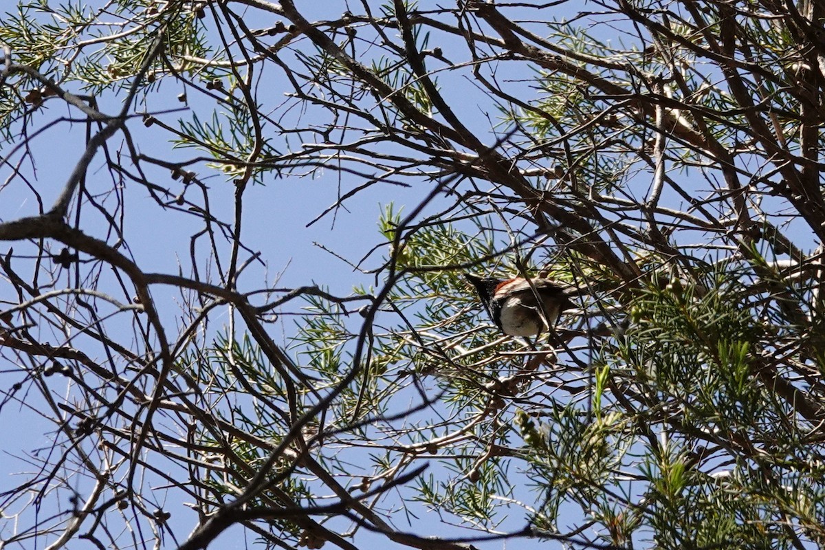 Purpurrücken-Staffelschwanz - ML646791096