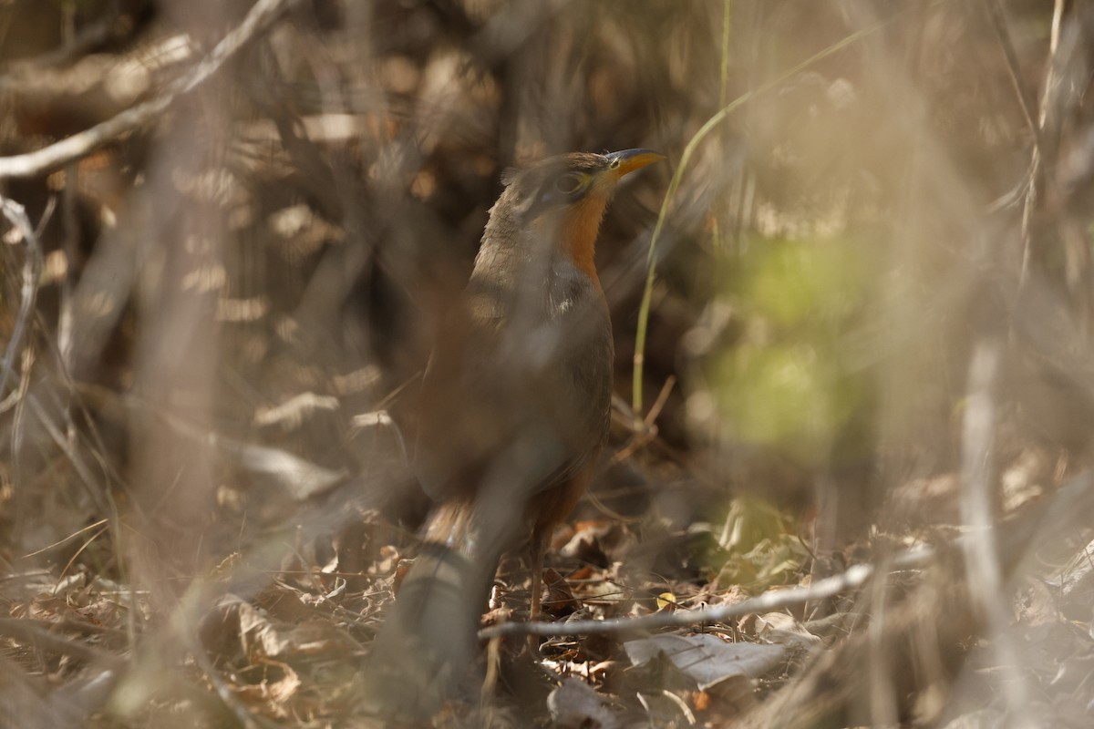 Lesser Ground-Cuckoo - ML646791098