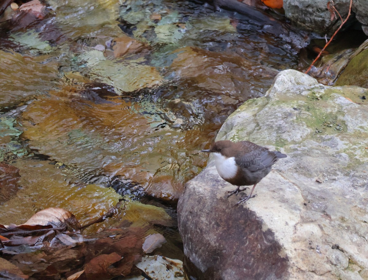 White-throated Dipper - ML646791099