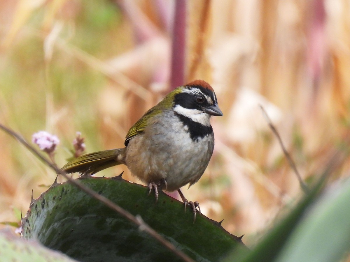 Collared Towhee - ML646791102