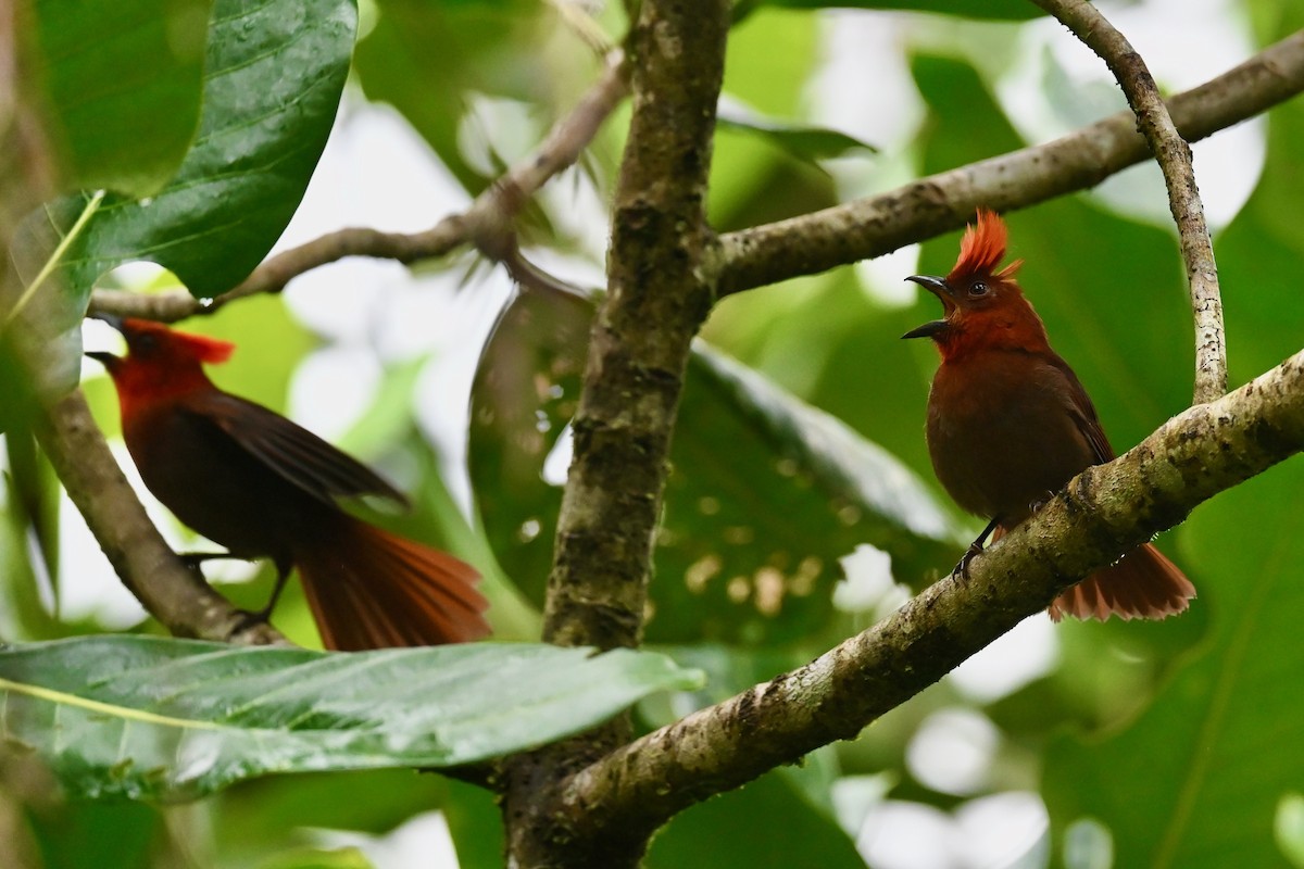 Crested Ant-Tanager - ML646791103