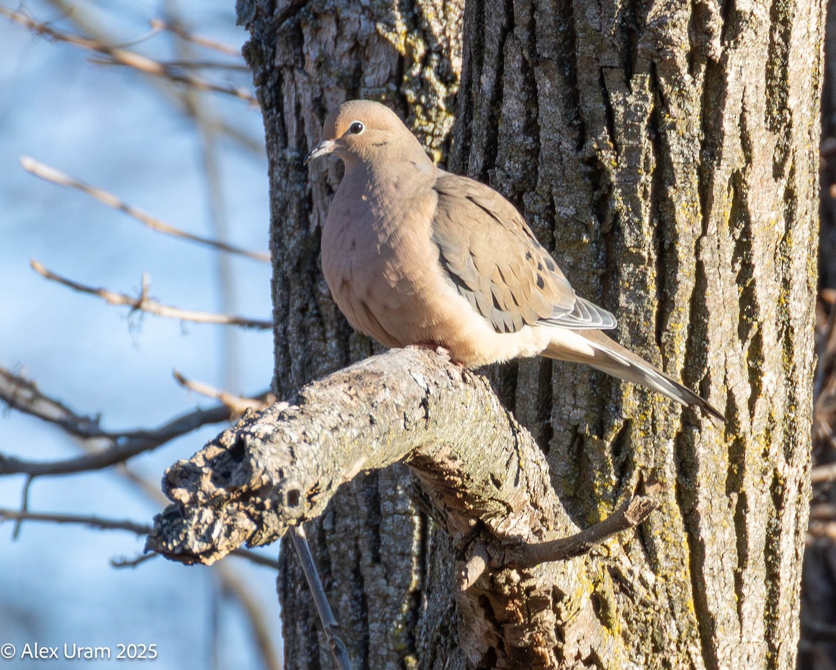 Uzun Kuyruklu Kumru - ML646791105