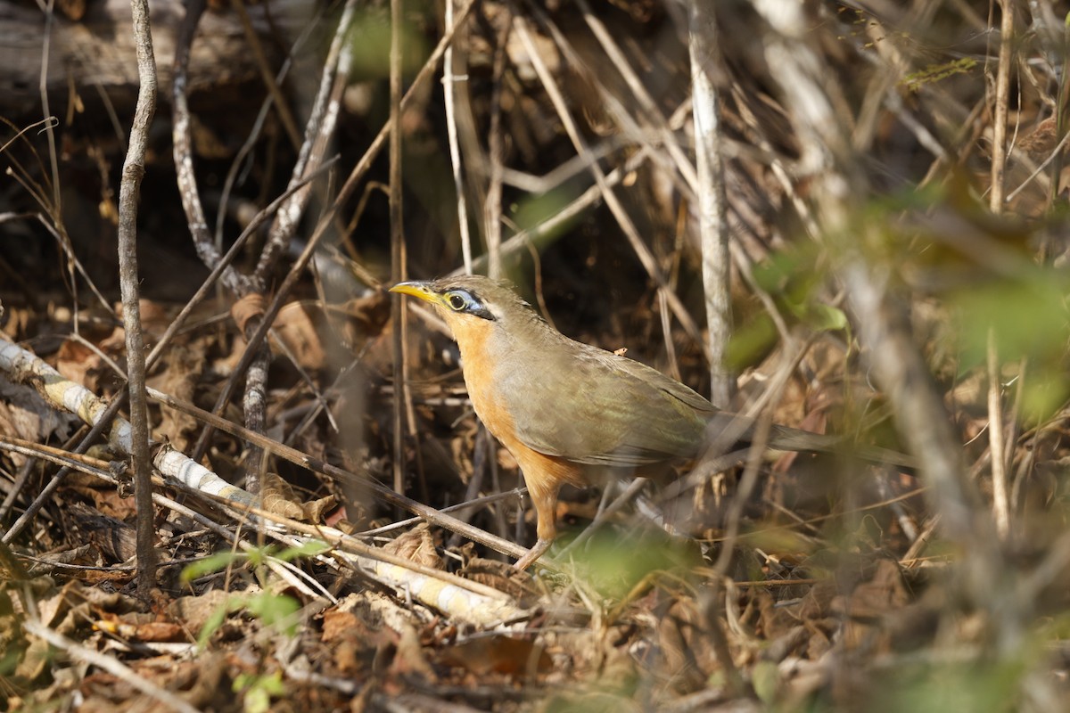 Lesser Ground-Cuckoo - ML646791106