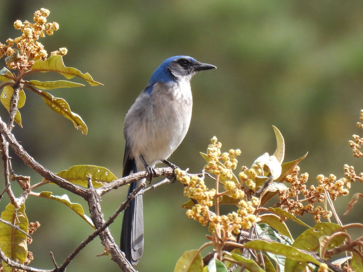 Woodhouse's Scrub-Jay - ML646791107