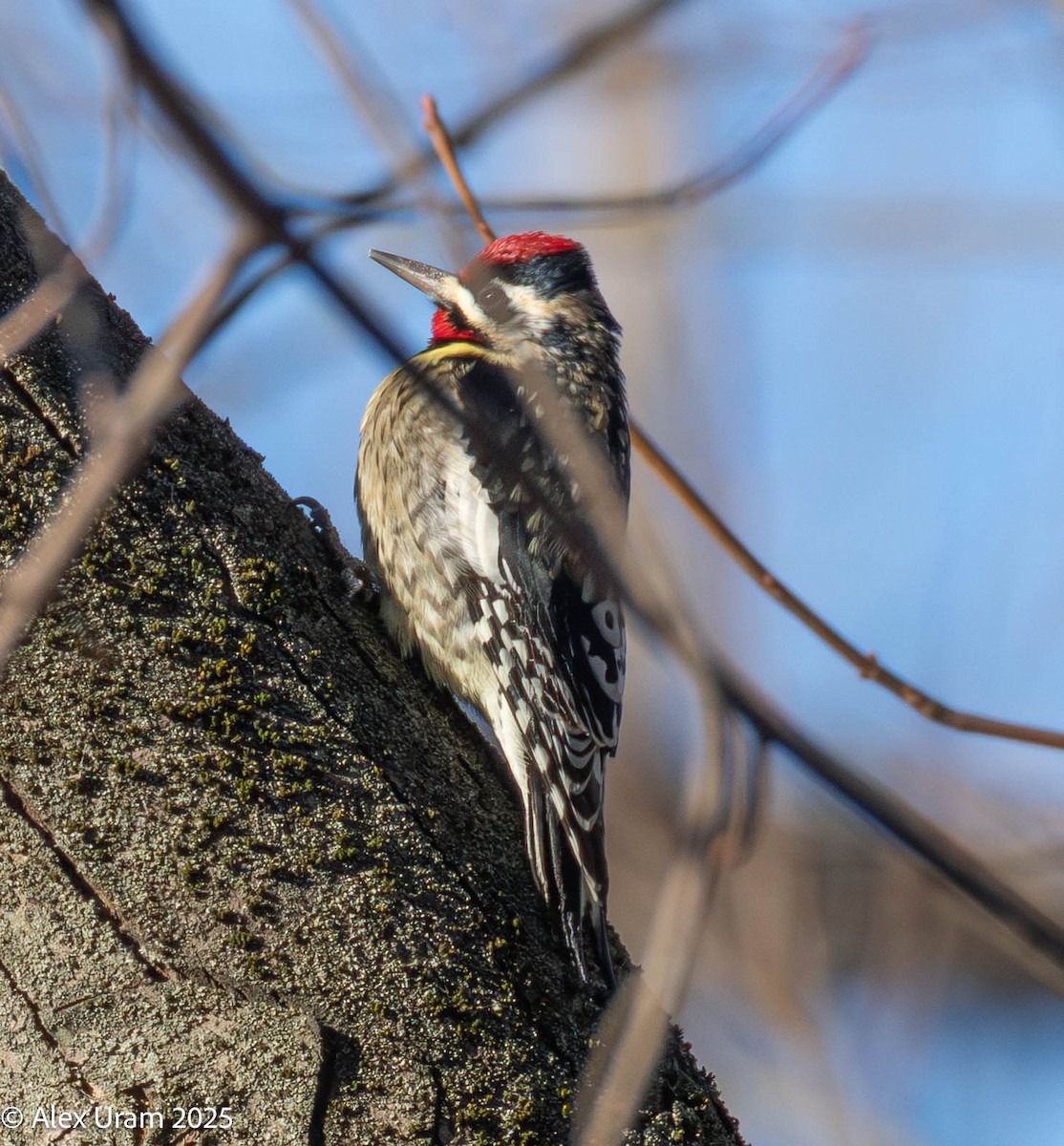 Sarı Karınlı Ağaçkakan - ML646791108