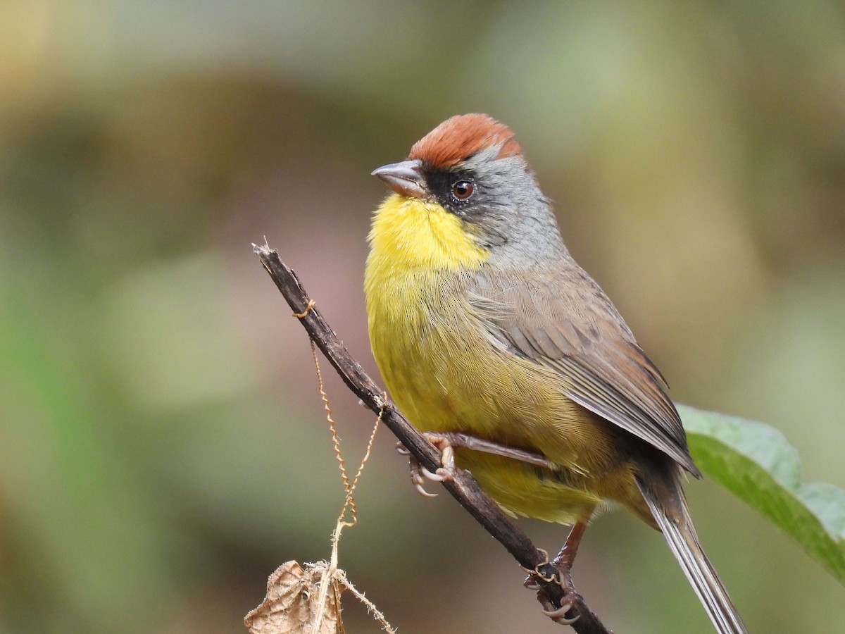 Rufous-capped Brushfinch - ML646791112