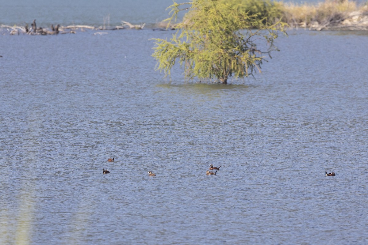 Lake Duck - ML646791114