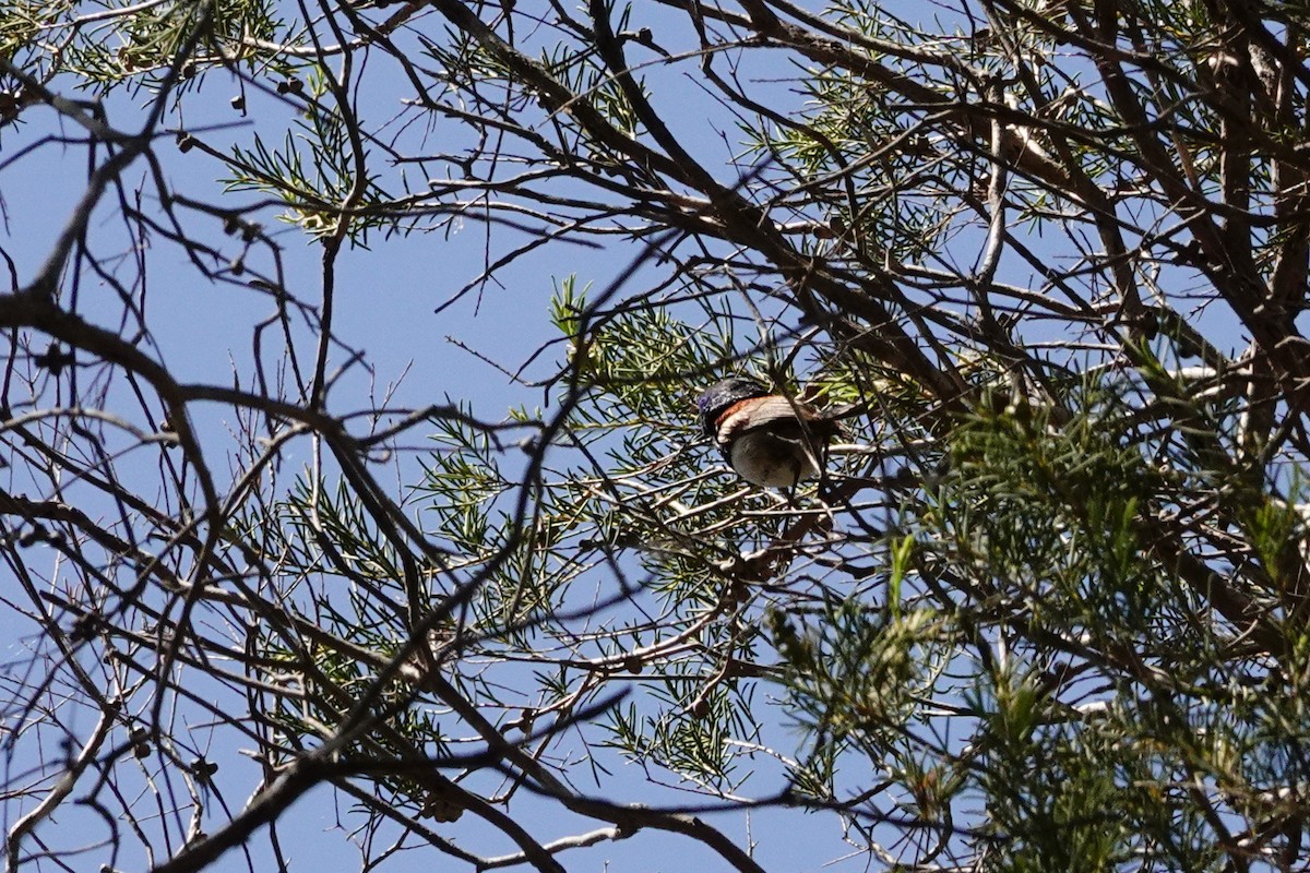 Purpurrücken-Staffelschwanz - ML646791115