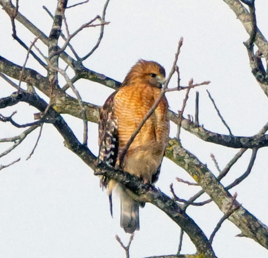 káně páskovaná - ML646791116