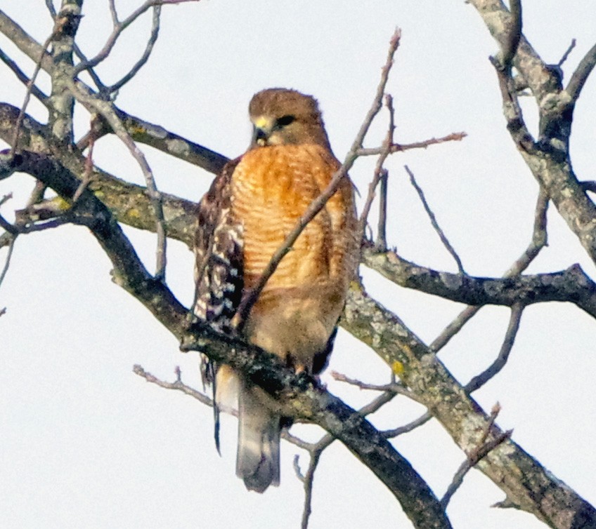 káně páskovaná - ML646791118