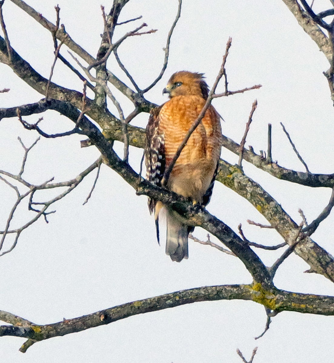 káně páskovaná - ML646791120