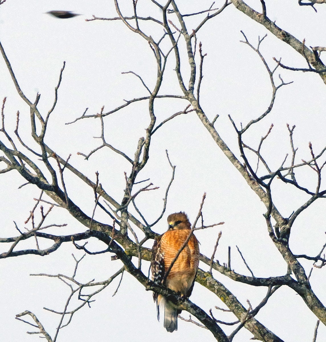 káně páskovaná - ML646791121