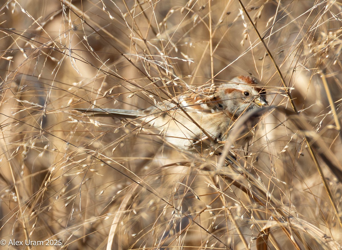 Hudson Körfezi Serçesi - ML646791126