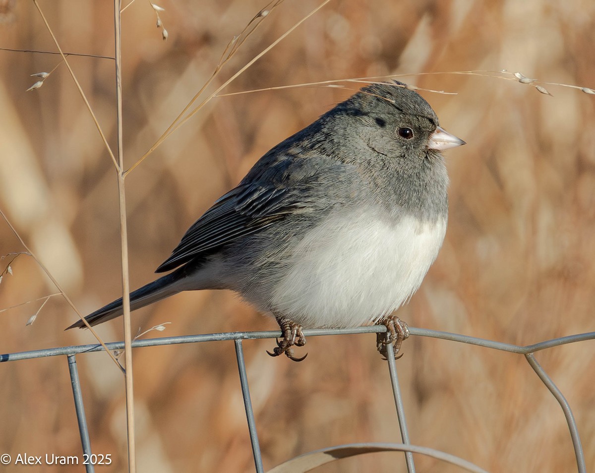 Kara Gözlü Junko - ML646791131
