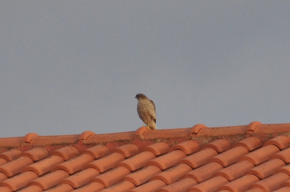 Перепелятник - ML646791132