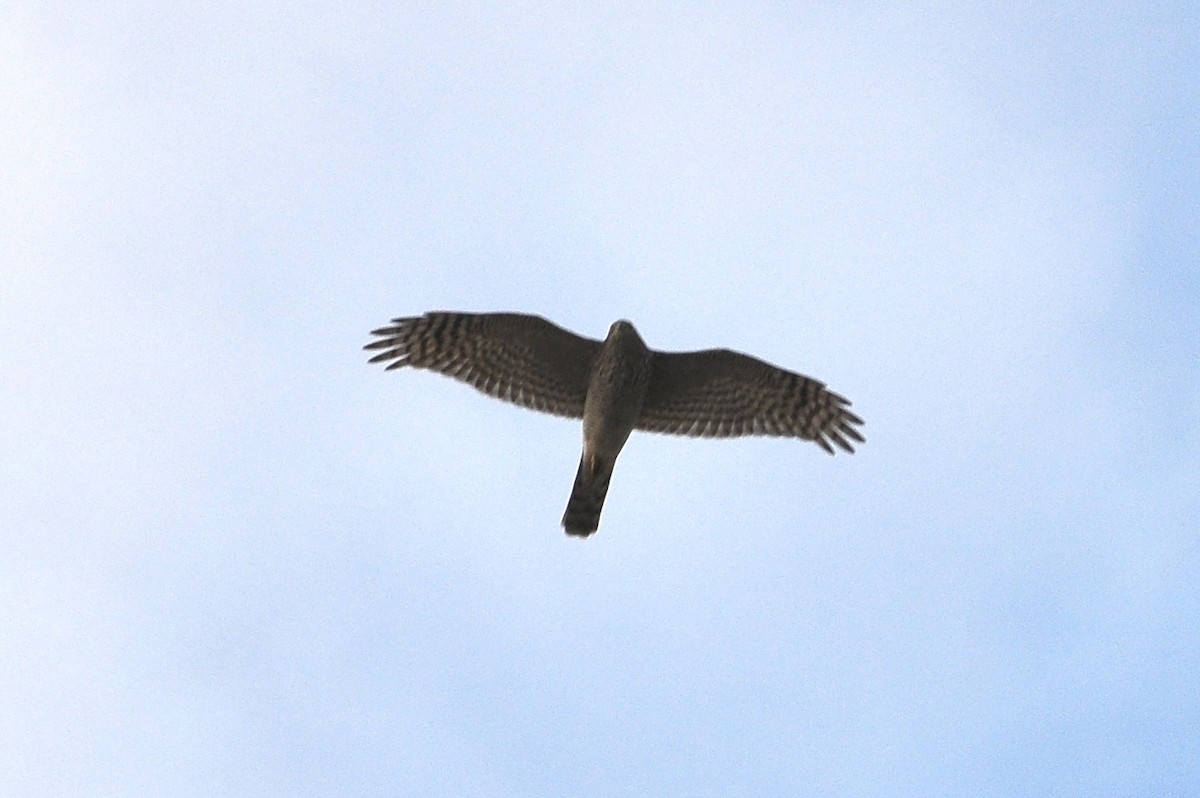 Перепелятник - ML646791133