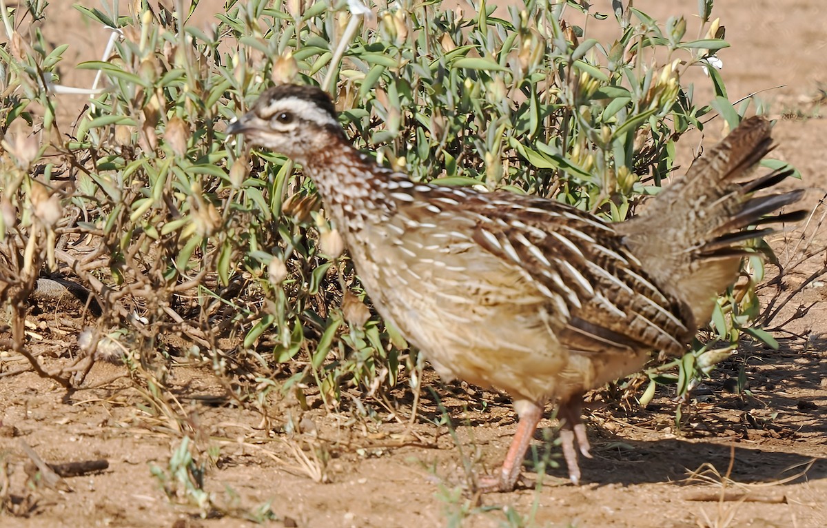 frankolín čapkový [skupina sephaena] - ML646791135