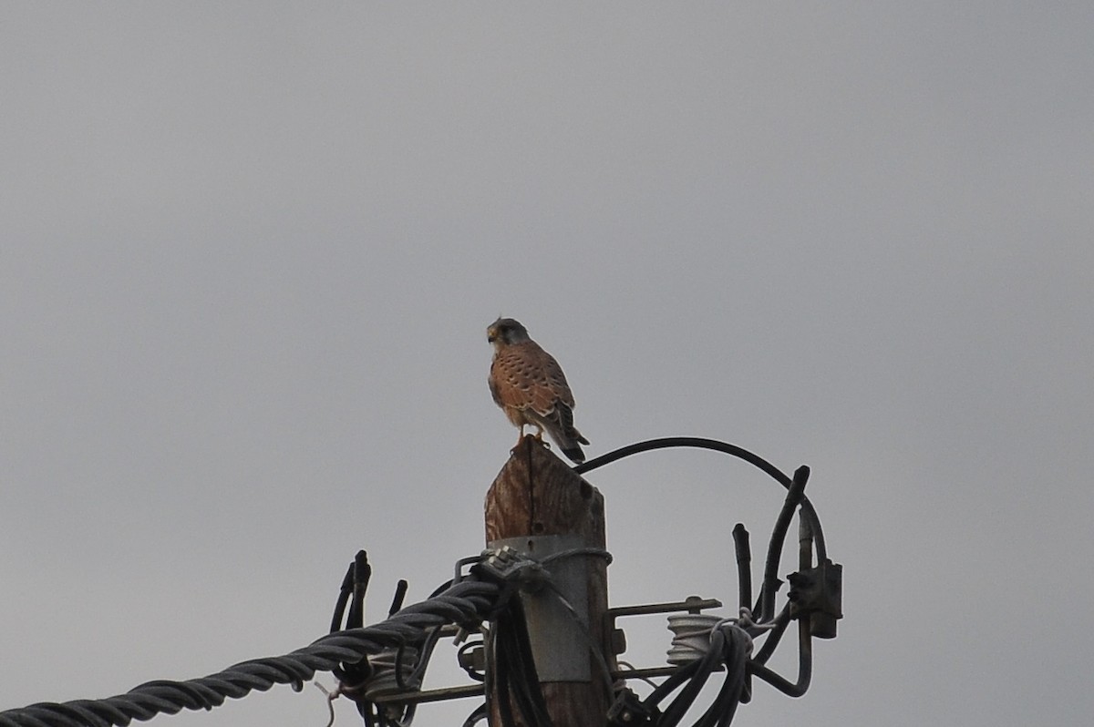 Пустельга - ML646791137