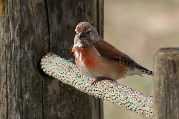 Txoka arrunta - ML646791138