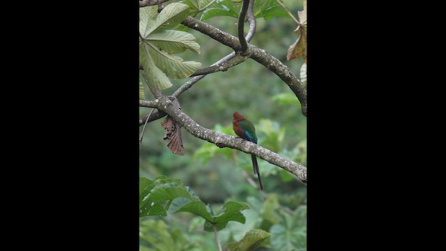 Момот амазонійський - ML646791139