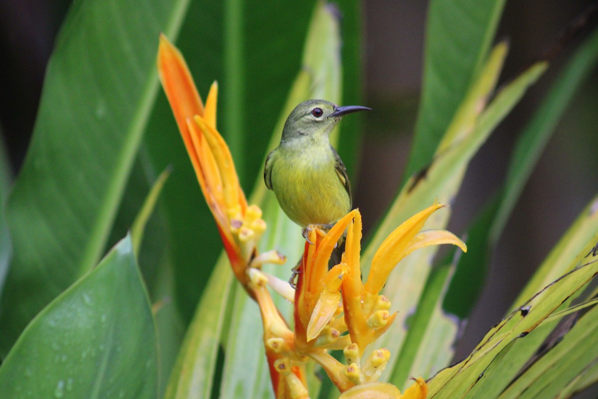 Brown-throated Sunbird - ML646791142