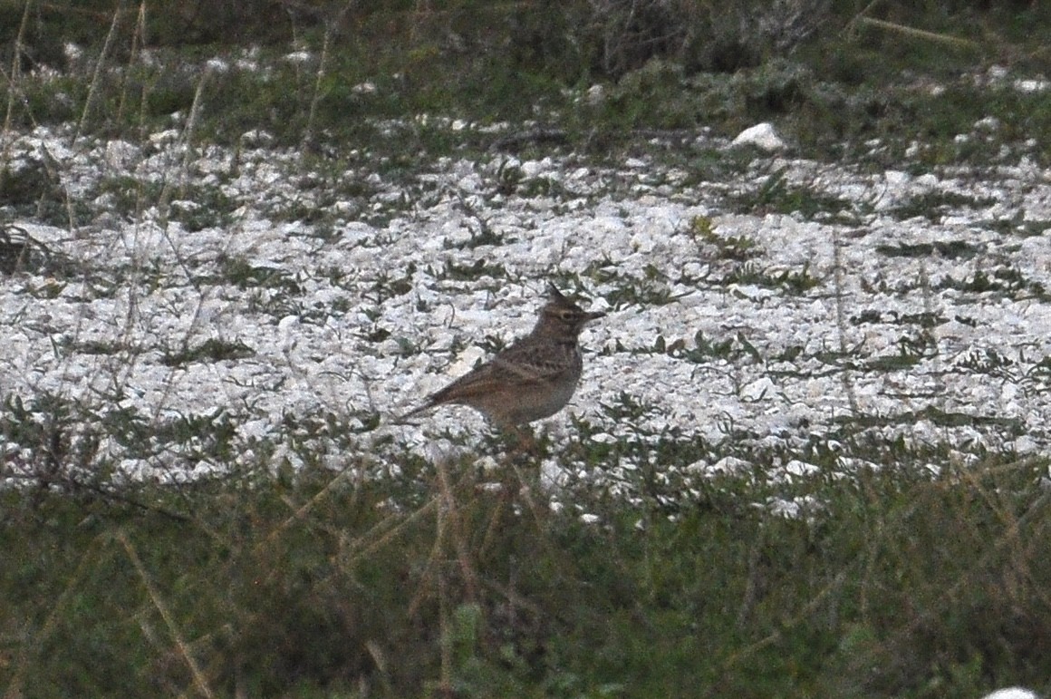 Хохлатый жаворонок - ML646791144