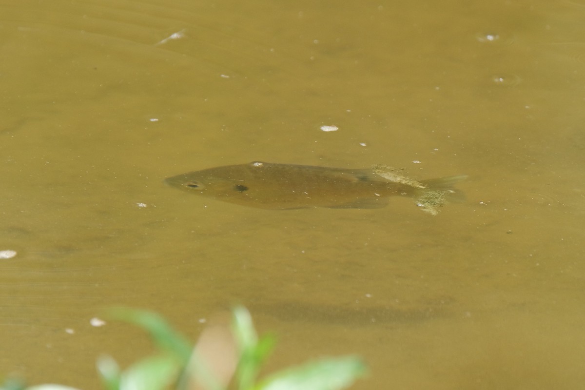 ブルーギル - ML646791146