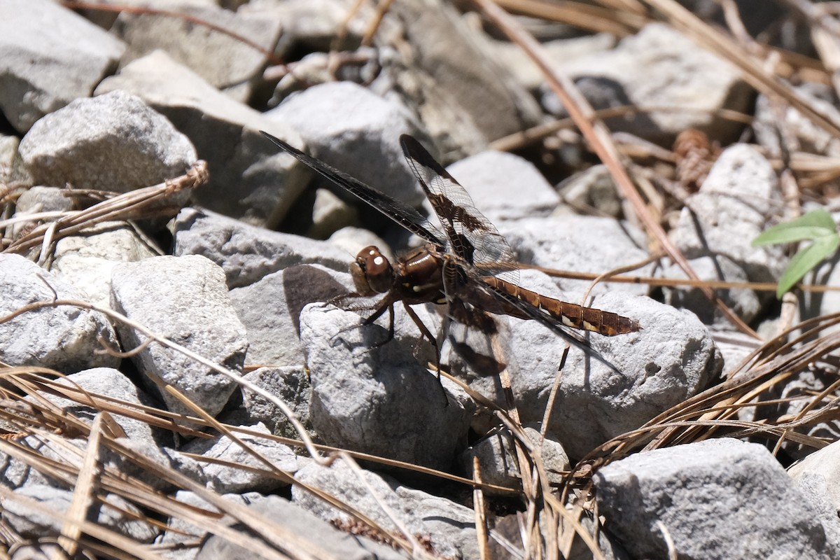 Common Whitetail - ML646791147