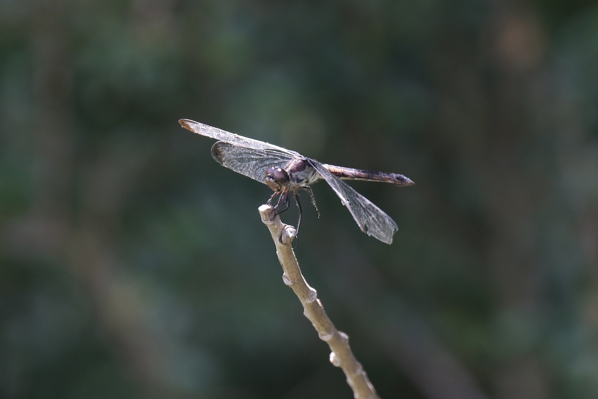 Slaty Skimmer - ML646791148