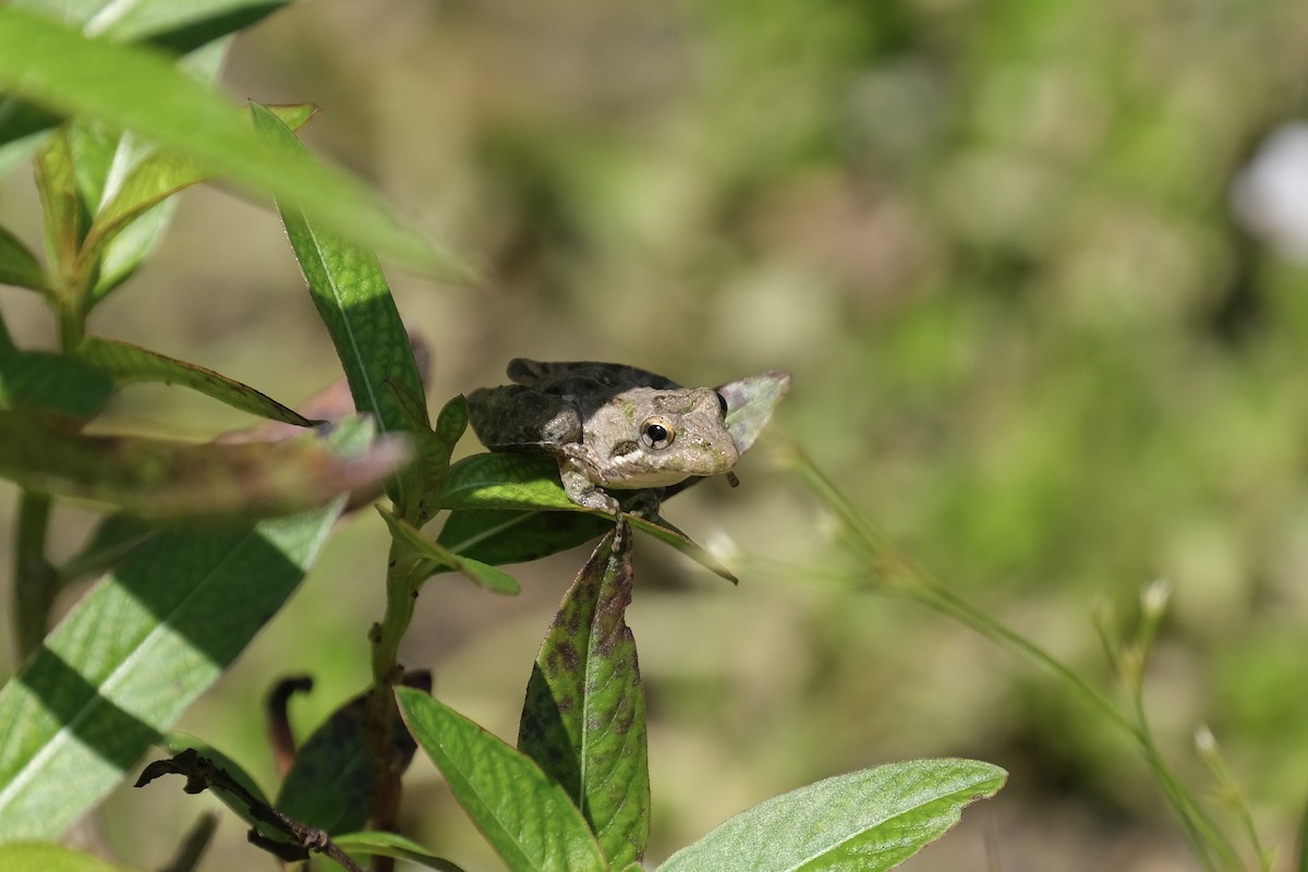 コオロギガエル属 - ML646791150