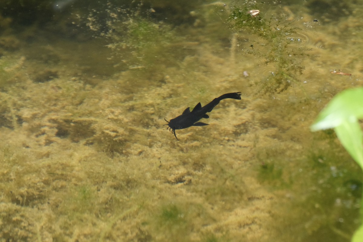 Black Bullhead - ML646791151