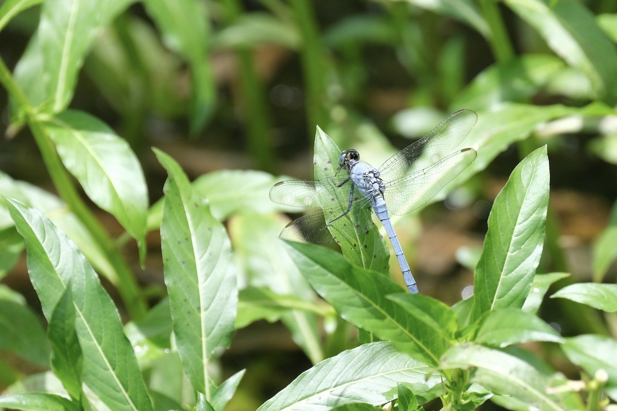 Eastern Pondhawk - ML646791152