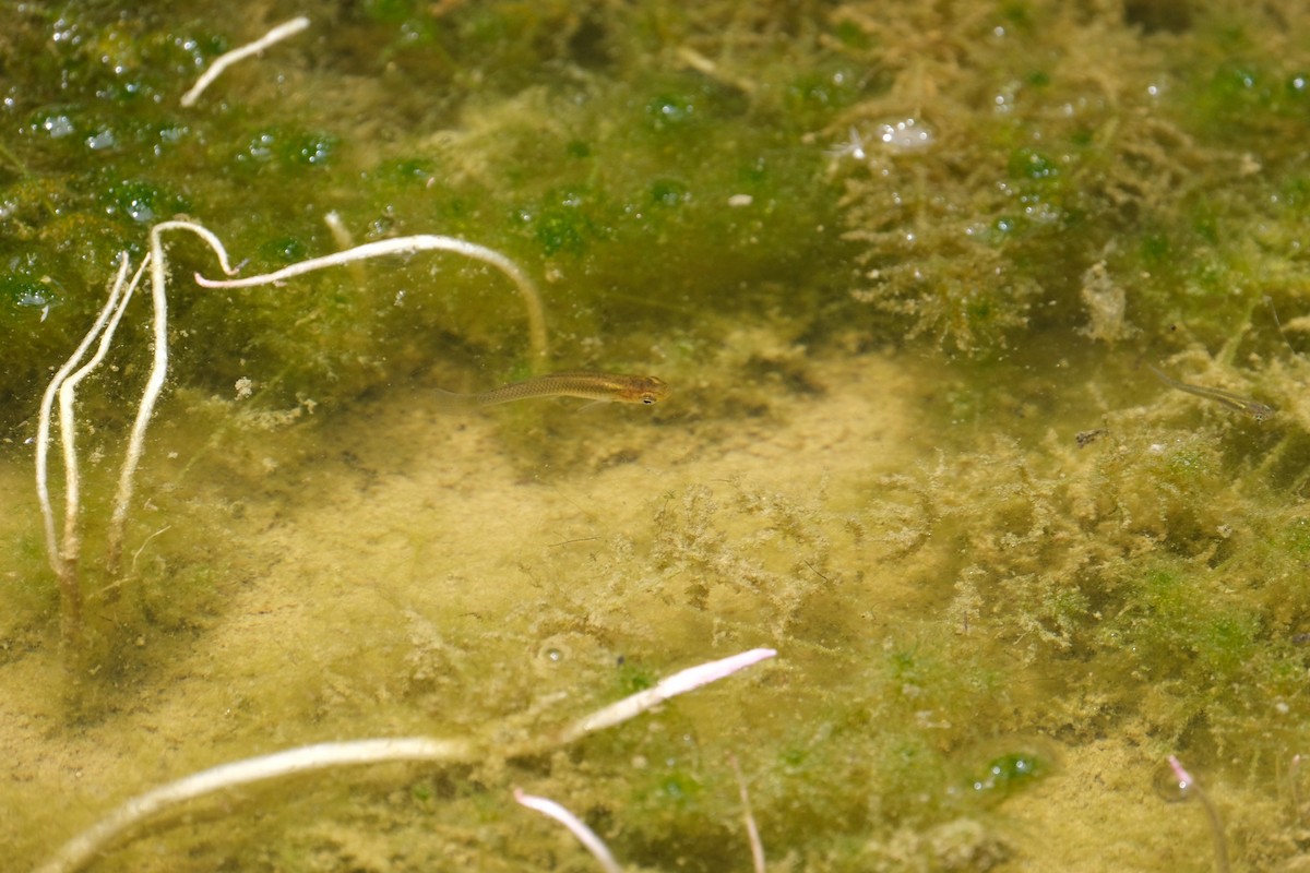 カダヤシ - ML646791153