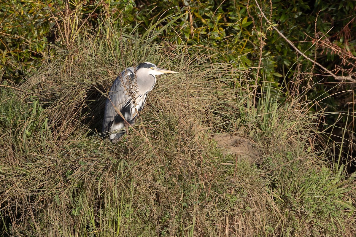 Чапля сіра - ML646791156