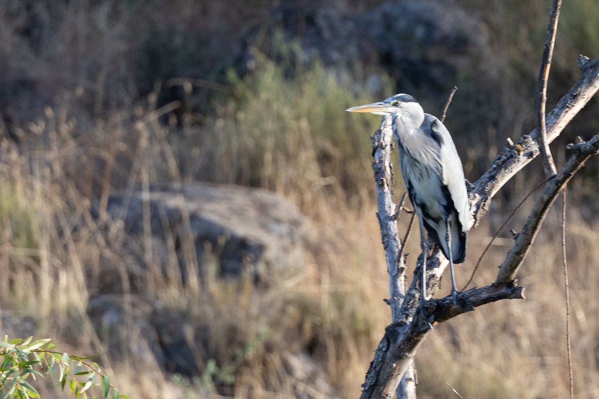 Чапля сіра - ML646791157