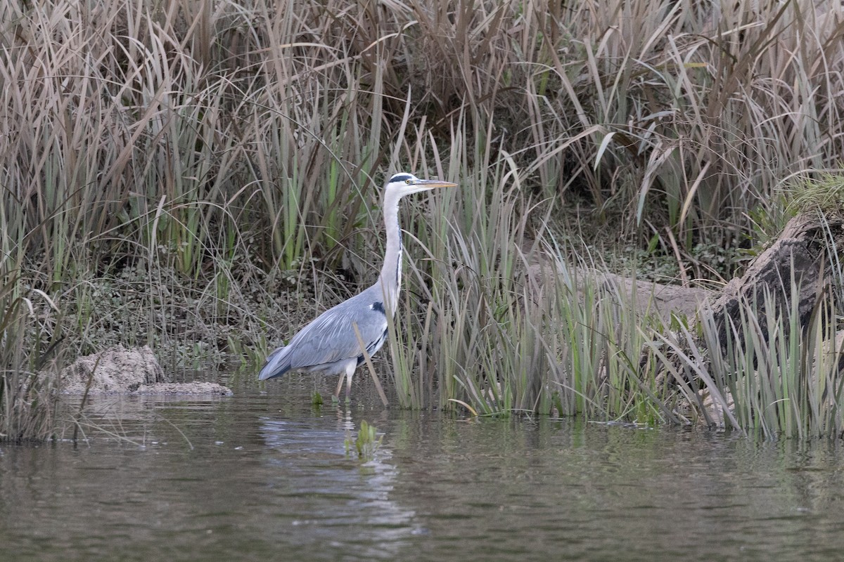 Чапля сіра - ML646791158